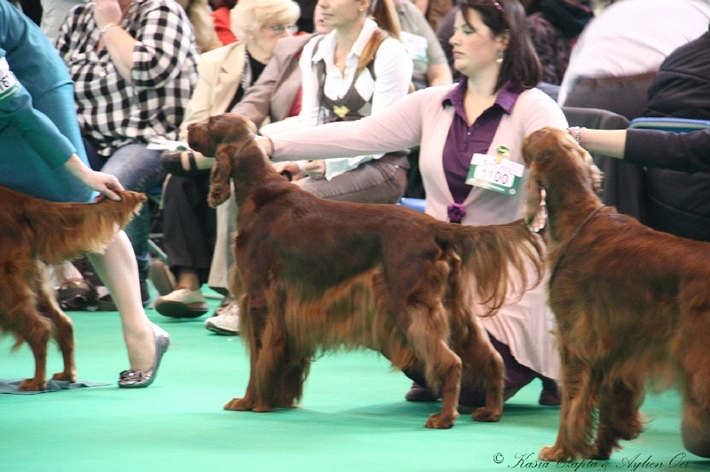 Crufts2011 767.jpg